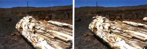 Versteinertes Holz - Nord-West-Amerika